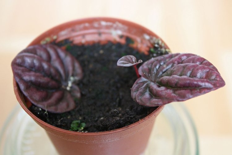 Reproduction and planting of peperomia