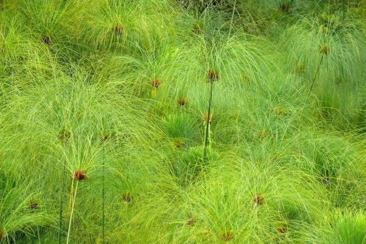 Tsiperus - photo