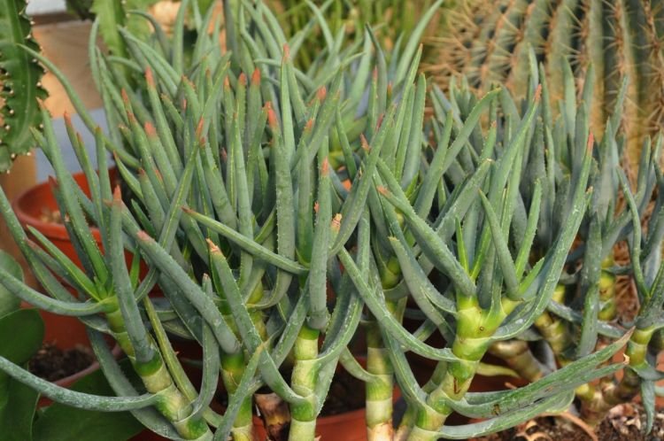 Highly branched aloe