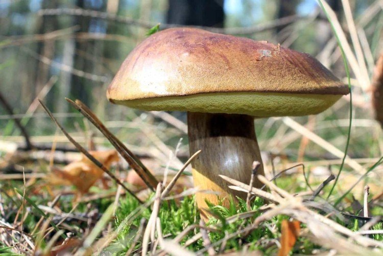polish mushroom