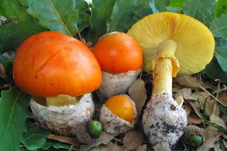 Caesar mushroom
