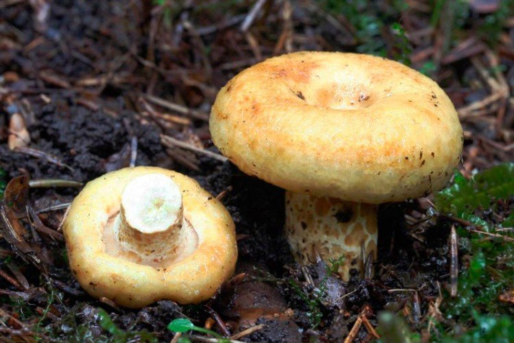 yellow milk mushroom