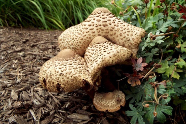 Inedible mushrooms: names, photos and descriptions of poisonous mushrooms