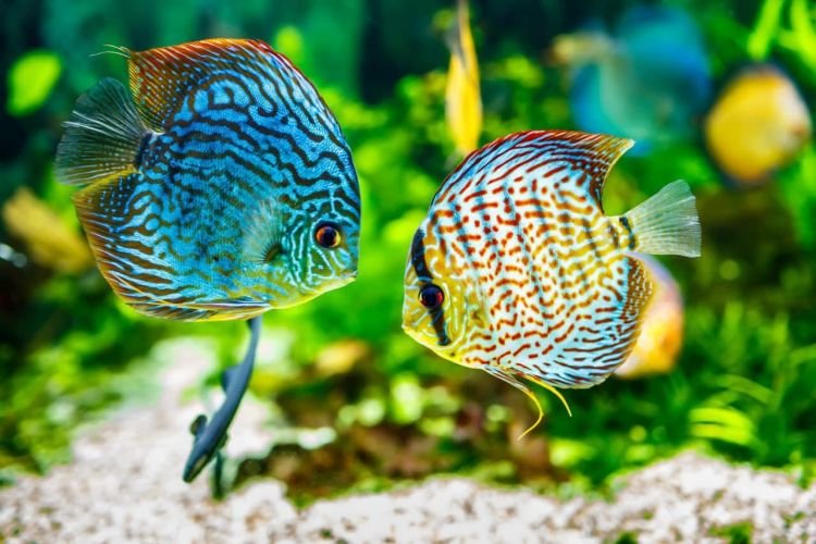 Popular types of aquarium fish: photos, names and descriptions