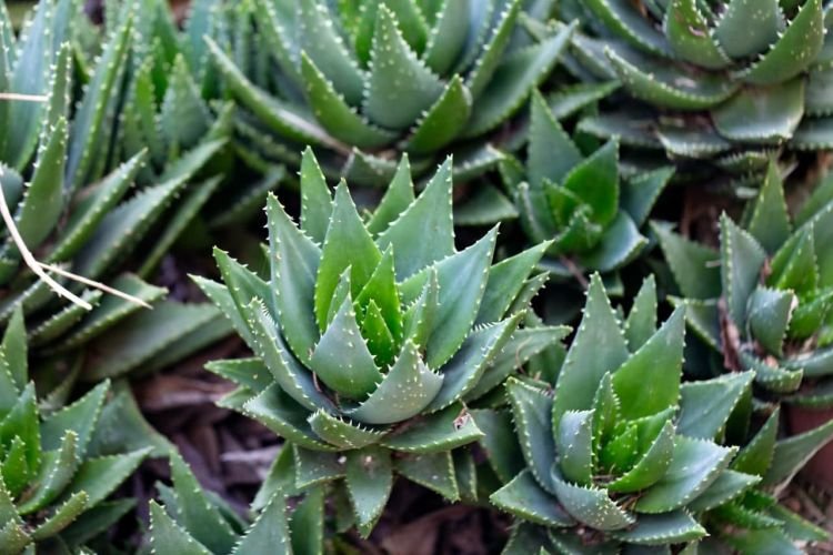Types and varieties of aloe: photos, names and descriptions (catalog)
