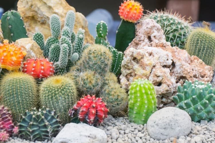Types of cacti: photos, names and descriptions (catalog)