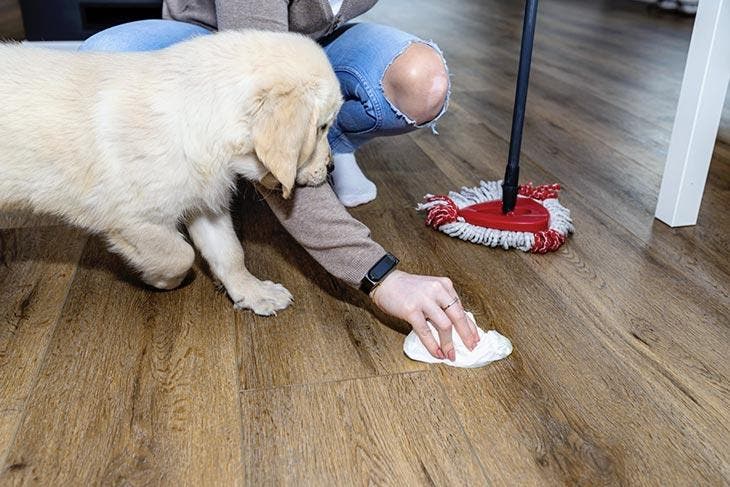 Woman cleaning puppy urine